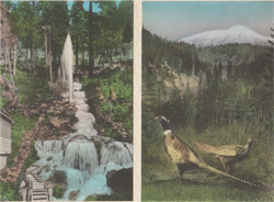 A Falls at Shasta Springs Pheasants and Mt Shasta